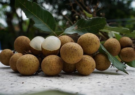 Longan, a Thai fruit that has a sweet taste. 10408506 Stock Photo at ...