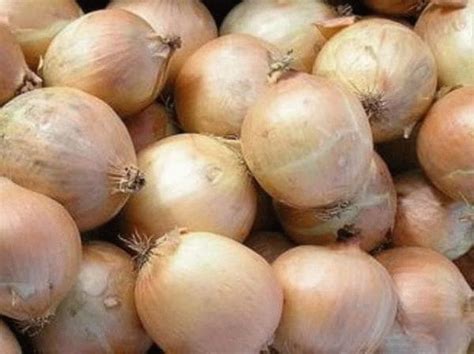 Зимний лук (озимый): сорта, посадка под зиму, технология выращивания ...