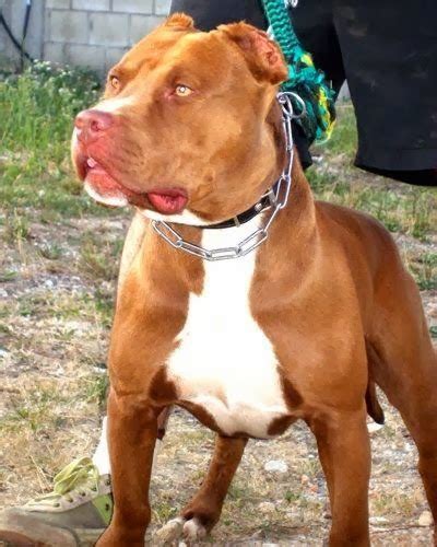 Movimiento Pitbull - Chiclayo: HISTORIA DEL PITBULL