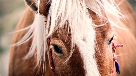 dead horse  boardroom