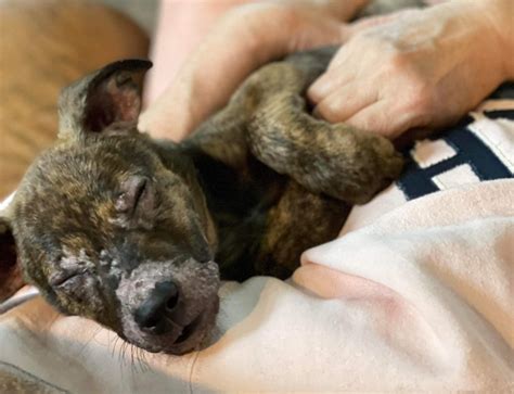 Rescuers stopped counting at 200 ticks on six week old puppy but he