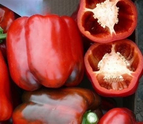 Paprika CHOUCA F1 5 gab Clause - Paprika - Sēklu tirdzniecība internetā