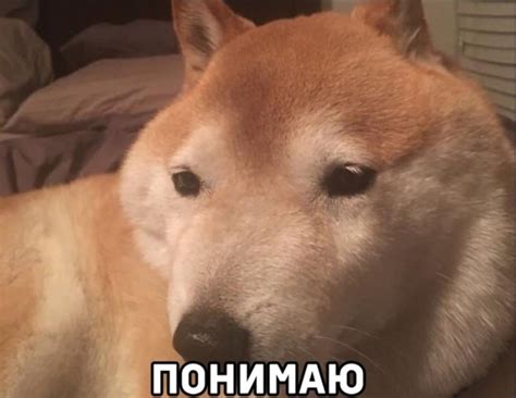Создать мем "пес, шиба ину упоротый, шиба ину мем" - Картинки - Meme ...