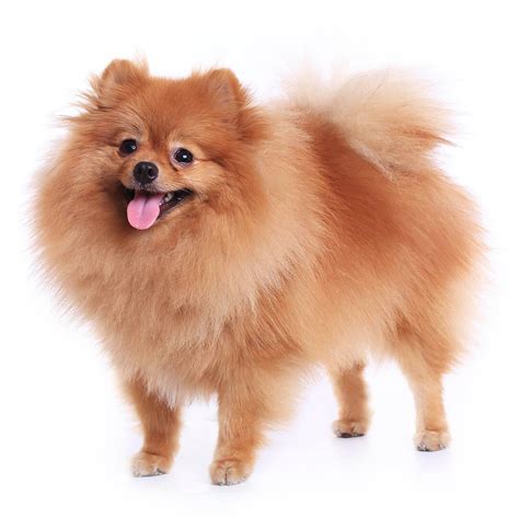 pomeranian dog temperament exercise  grooming