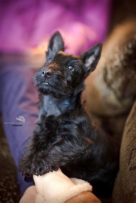 614 best SCOTTISH TERRIER images on Pinterest | Scottish terriers ...