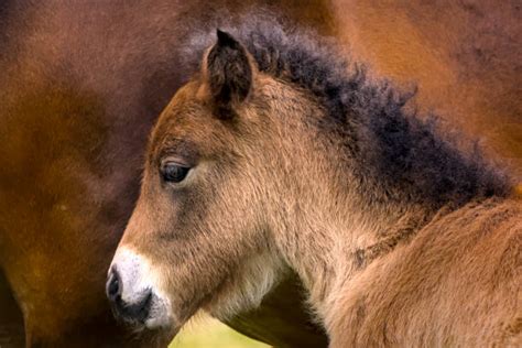 1,500+ Dun Horse Stock Photos, Pictures & Royalty-Free Images - iStock