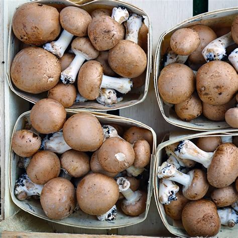 guide    common types  mushroom