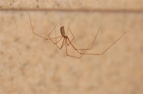 Cellar Spider