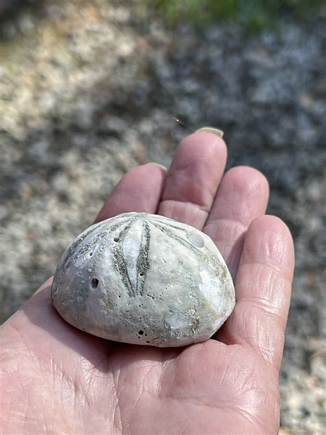 Seabiscuit Shell