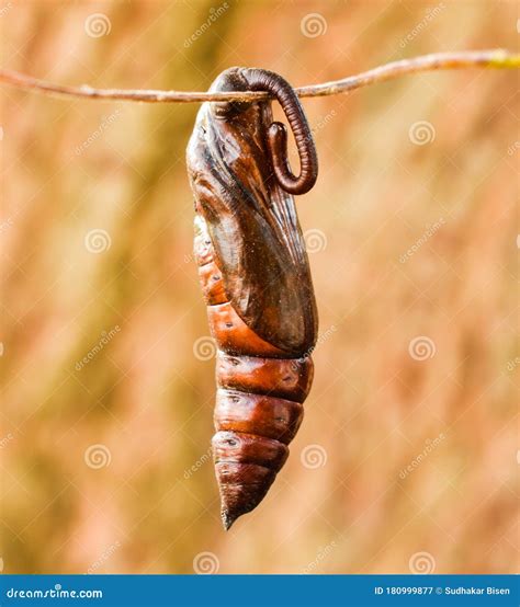 Sphinx Moth Cocoon