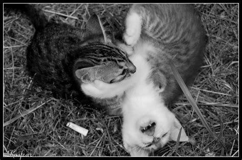 Chernobyl Cats by KasFEAR on DeviantArt