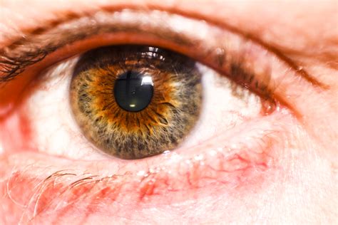 Fil:Hazel Eye HD.JPG – Wikipedia