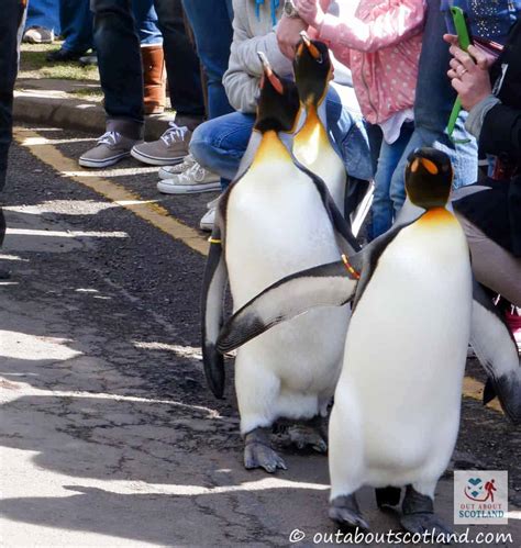 Edinburgh Zoo Visitor Guide