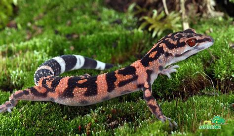 Japanese cave geckos for sale online baby japanese cave gecko for sale