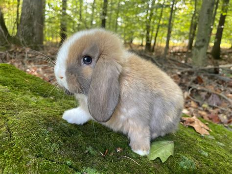Available Bunnies