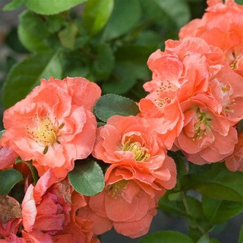 Double Take Orange Quince | Plant Addicts