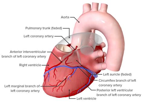 heart anatomy concise medical knowledge