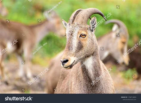 nilgiri tahr   royalty  licensable stock  shutterstock