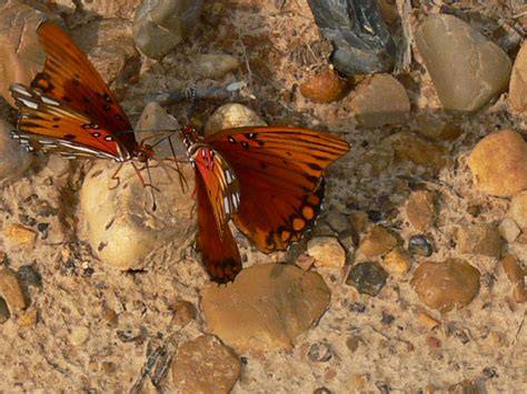 Butterflies in Arkansas