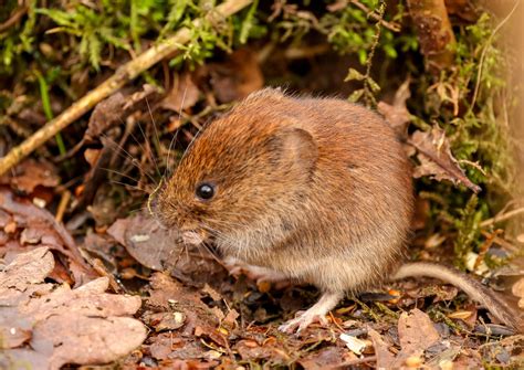 Be A Better Gardener: Voles | Berkshire Botanical