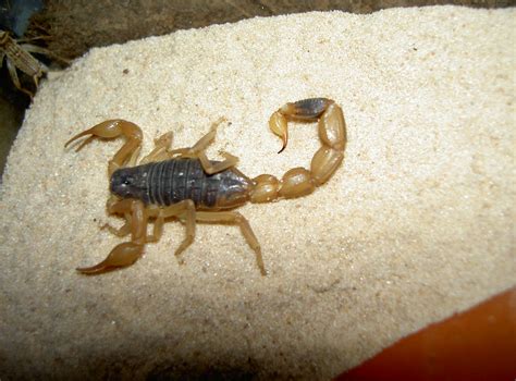 Baggage check uncovers 600 scorpions | The Cotton Boll Conspiracy
