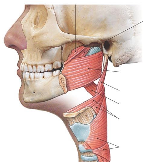 pharynx muscles throat diagram quizlet