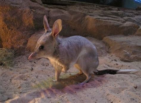 Greater bilby - Alchetron, The Free Social Encyclopedia