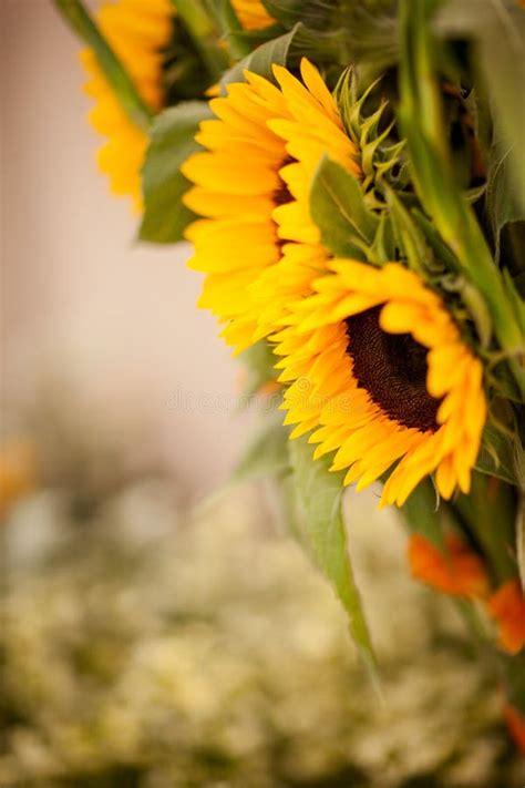 Beautiful sunflowers stock photo. Image of sunflower - 29057592