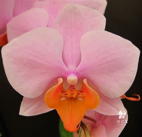 Phal. Tulcan / Орхидеи
