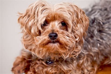 Yorkie Poo Grooming Guide – Step by Step With Pictures!