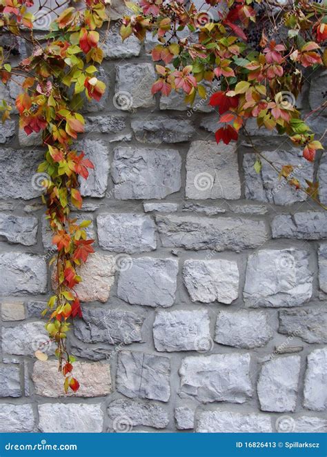 Colored Autumn Ivy in Front of a Stone Wall Stock Image - Image of