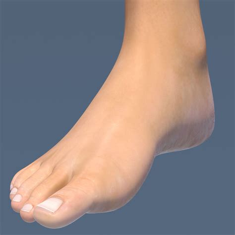 Female Foot 3D Model $34 - .ztl .obj .xsi .ma .fbx .c4d .max - Free3D