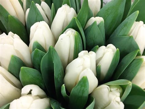 Fotos gratis : blanco, flor, pétalo, tulipán, primavera, verde ...