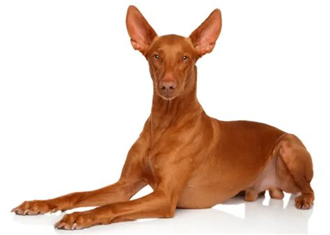 9 Dogs That Look Like Dobermans (or Most Similar to Dobies)