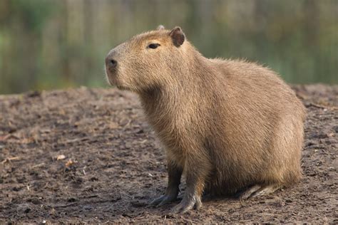 Cbt Capybara Gif Cbt Capybara Capivara Discover Share Gifs | My XXX Hot ...
