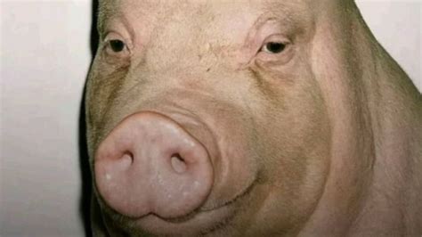 fade pig buzz cut pig   meme