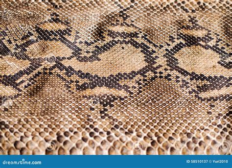 Python Snake Wrapped Close-up Around A Branch Royalty-Free Stock Image ...