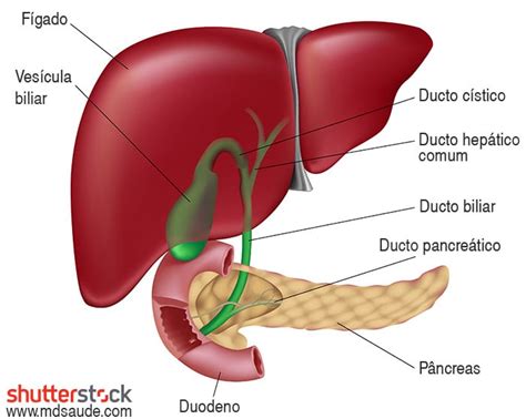 Qual Lado Fica A Vesícula Biliar - PEDRA NA VESÍCULA | Sintomas, causas e cirurgia