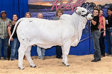 Brahman Champions - Heritage Cattle Company - Brahman Cattle - Texas