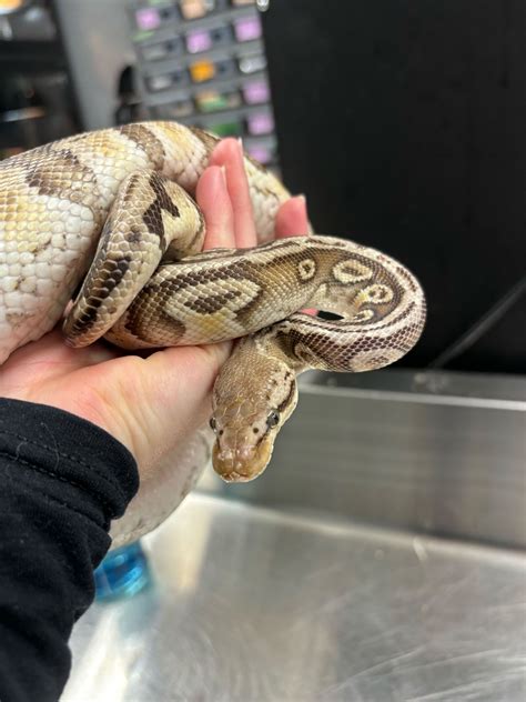 Snake Discovery:... - Snake Discovery: Reptile Store & Zoo