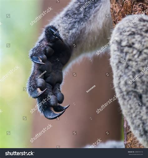 2,205 Koala claw Images, Stock Photos & Vectors | Shutterstock