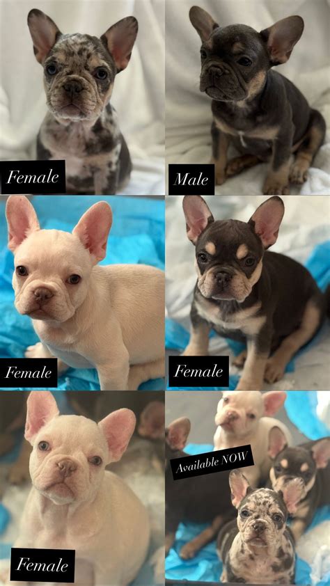 Gator Kennels - French Bulldog Puppies For Sale In Santa Rosa, CA - Born on 04/16/2025