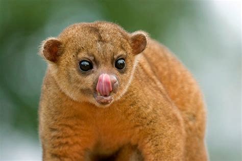 Kinkajou Animal