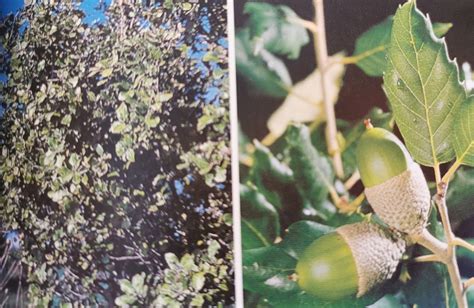 ¿Pólen o néctar? - MundoAbejas 