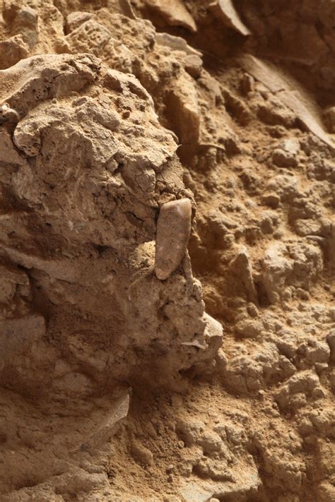 Study Finds Prehistoric Humans Ate Bone Marrow Like Canned Soup