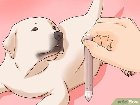 how old should male dog be to breed