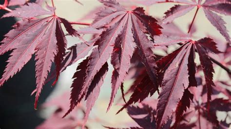 Conifer Kingdom offers the largest selection of Japanese Maples, Dwarf ...