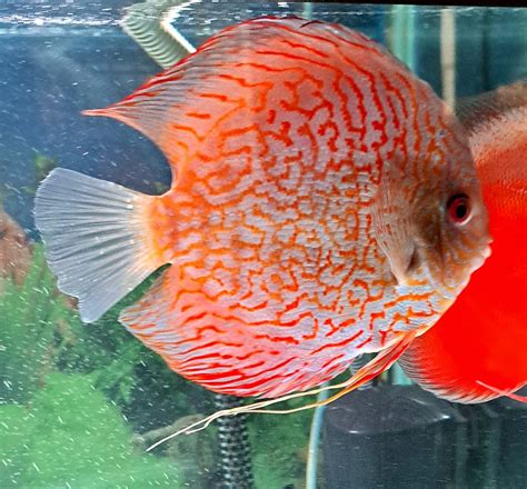 White Tiger Discus – Discus.com
