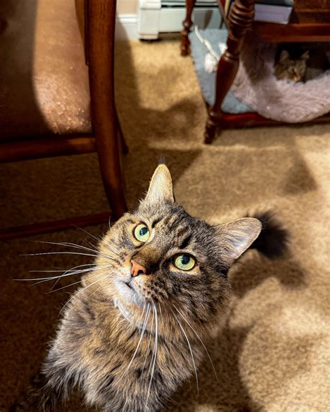 Only Maine Coons Rescue