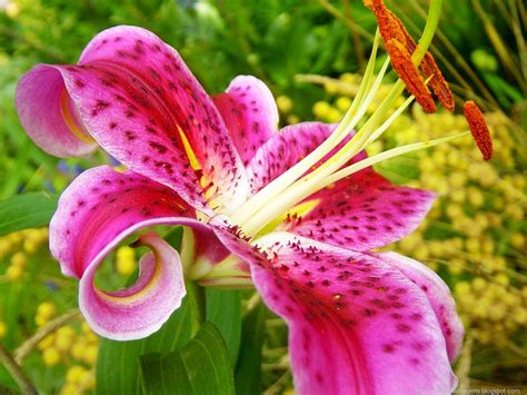 ♥ MIL E UMA IMAGENS♥ : Flores...flores...lindas flores.